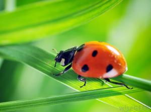 ladybug-on-plant