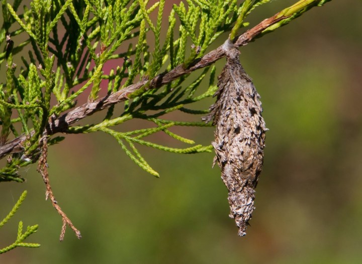 Bagworm 3 Brazos Cty TX 11302013 1 J_LW.jpg