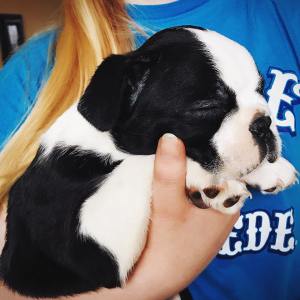 16387365_1701486873477922_1700657066013080432_n